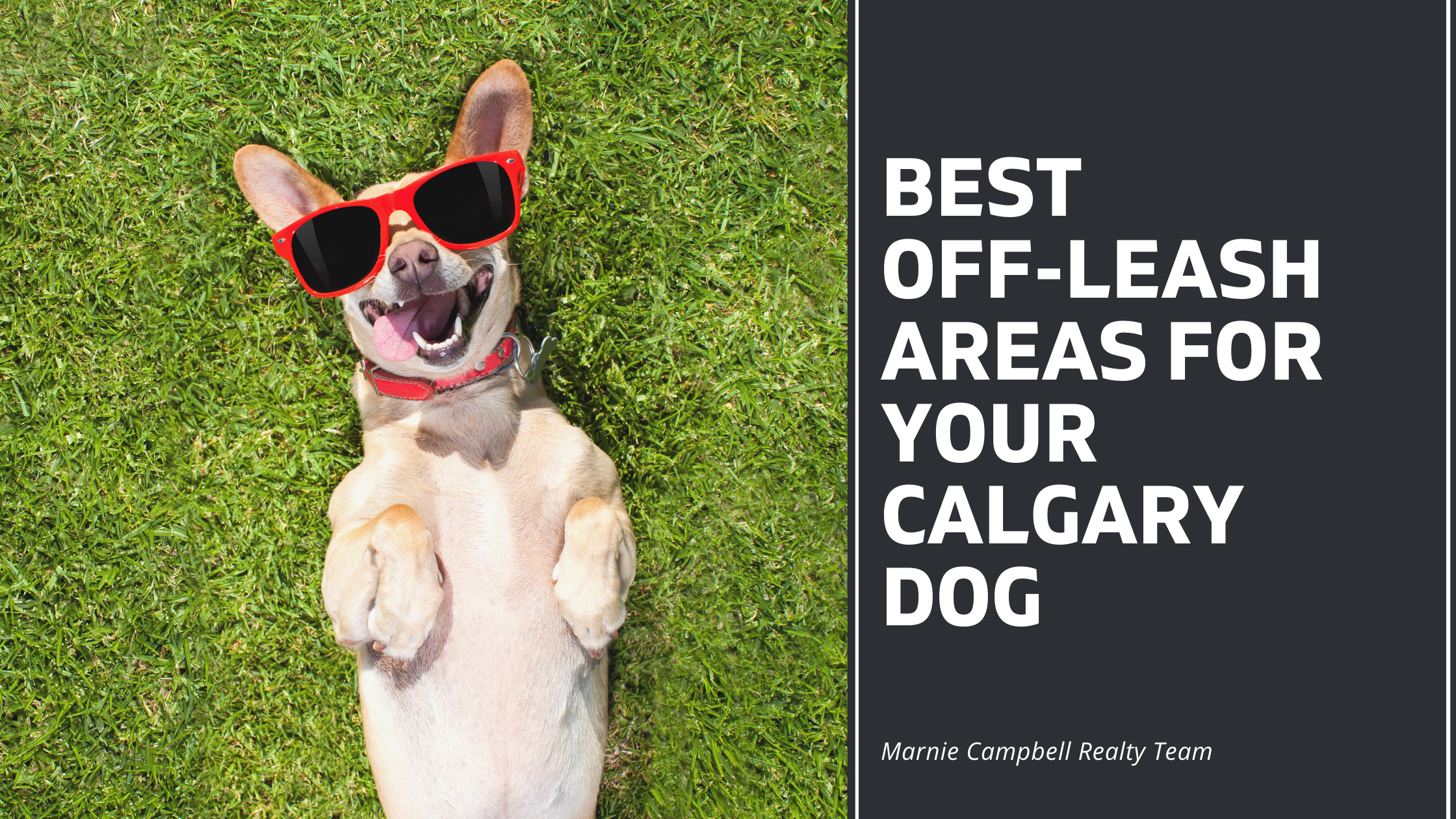 Best OffLeash Areas for Calgary Dogs
